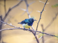 Gelbbauchnektarvogel