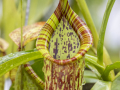 Sarracenia-purpurea-Hybride