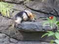 Tamandua