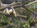 Tamandua