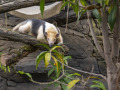 Tamandua