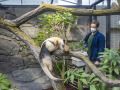 Tamandua