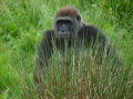 02ZooDublin_BStelzer.JPG