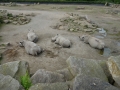 04ZooDublin_BStelzer.JPG