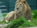 08ZooDublin_PRothfuss.JPG