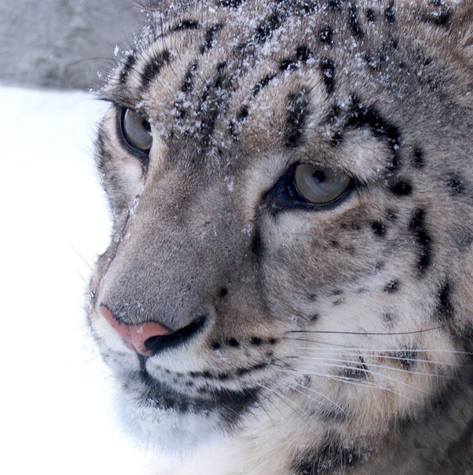 irbis, snow leopard