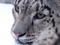 irbis, snow leopard