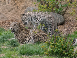 12-Leopard-Safaripark Bild: F. Sader