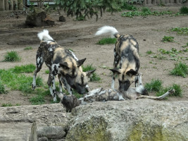 15-Wildhunde-Safaripark Bild: F. Sader