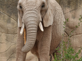 6-Afrikanischer-Elefant-Safaripark Bild: F. Sader