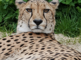 9-Gepard-Safaripark Bild: F. Sader
