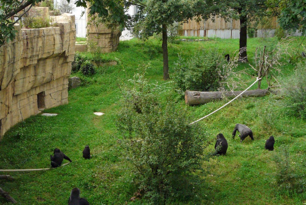 Gorillas im Grünen