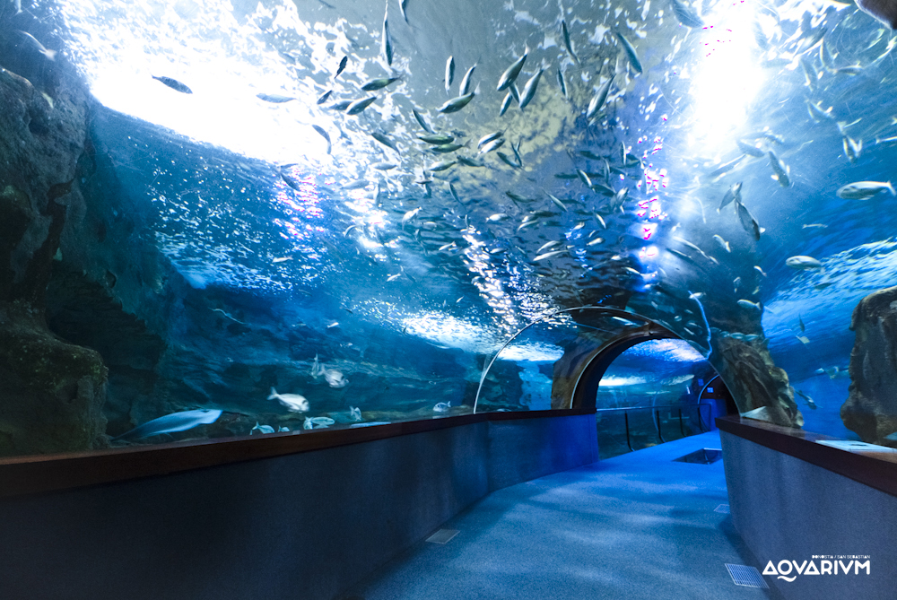 Aquarium Donostia - San Sebastián