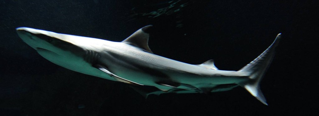 Die Schwarzspitzen-Riffhaie Else und Kurt kreisen im großzügigen 100.000 Liter-Becken des Aquariums Bild: Tierpark Hellabrunn