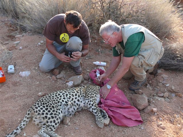 Dr. Rietschel behandelt einen Leoparden Bild: W. Rietschel