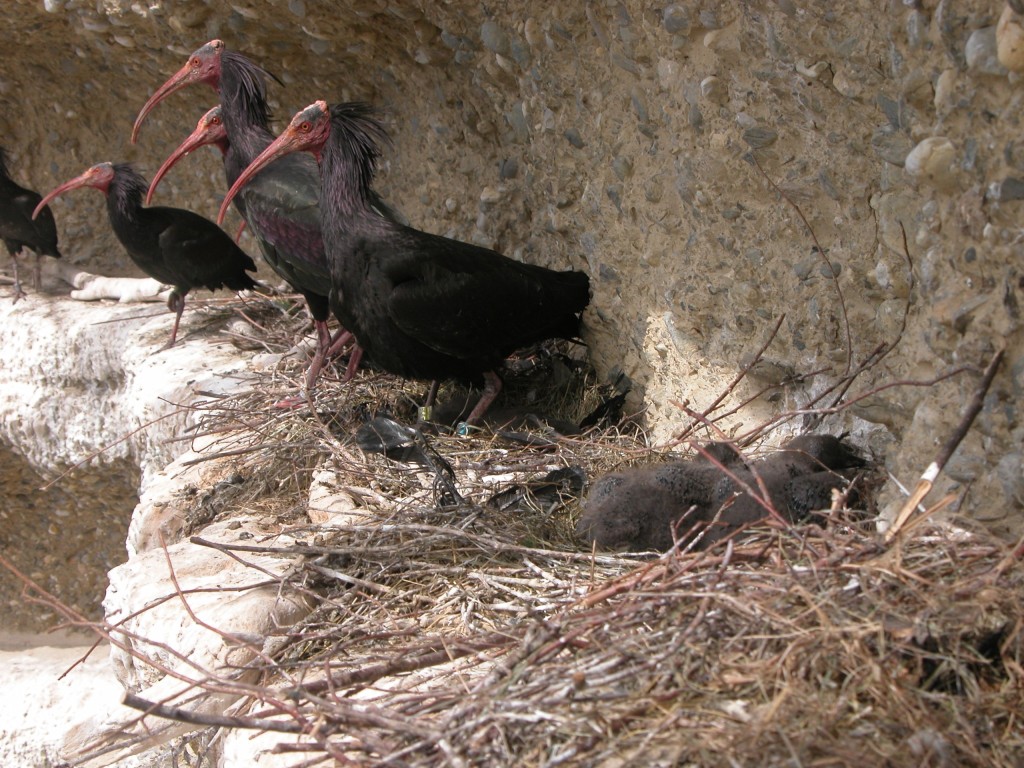 Nest des Waldrapps Bild: C. Böhm