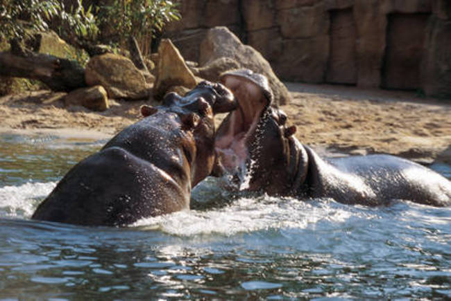 Ganz nah dran sind die Besucher im Zoo Hannover - nur einen Steinwurf von den Flusspferden entfernt Bild: Zoo Hannover