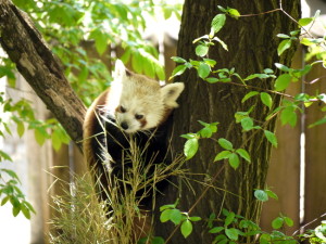Kleiner Panda Bild: M. Schmierer