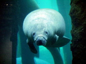 Ganz gemütlich schwimmen die Seekühe an den Besuchern vorbei Bild: M. Schmierer