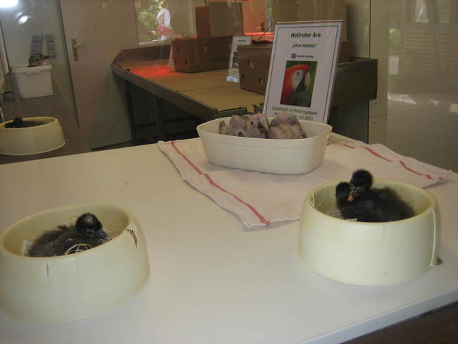 Vogelküken werden liebevoll in der Aufzuchtstation gepflegt Bild: N. Warth
