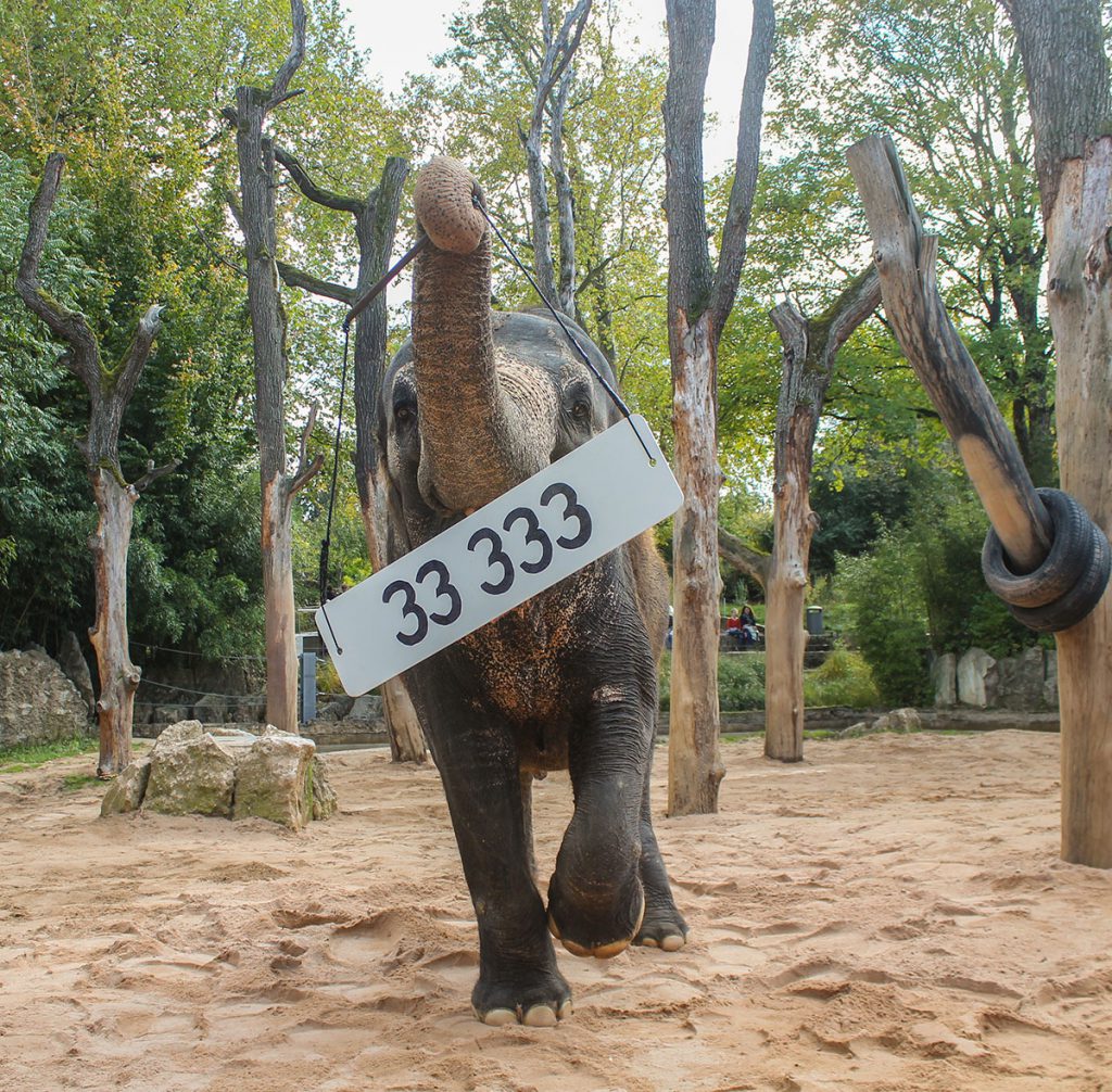 Elefantenkuh Zella präsentiert das Schild für das 33.333. Mitglied des Vereins der Freunde und Förderer der Wilhelma in Stuttgart am 11. Oktober 2017.