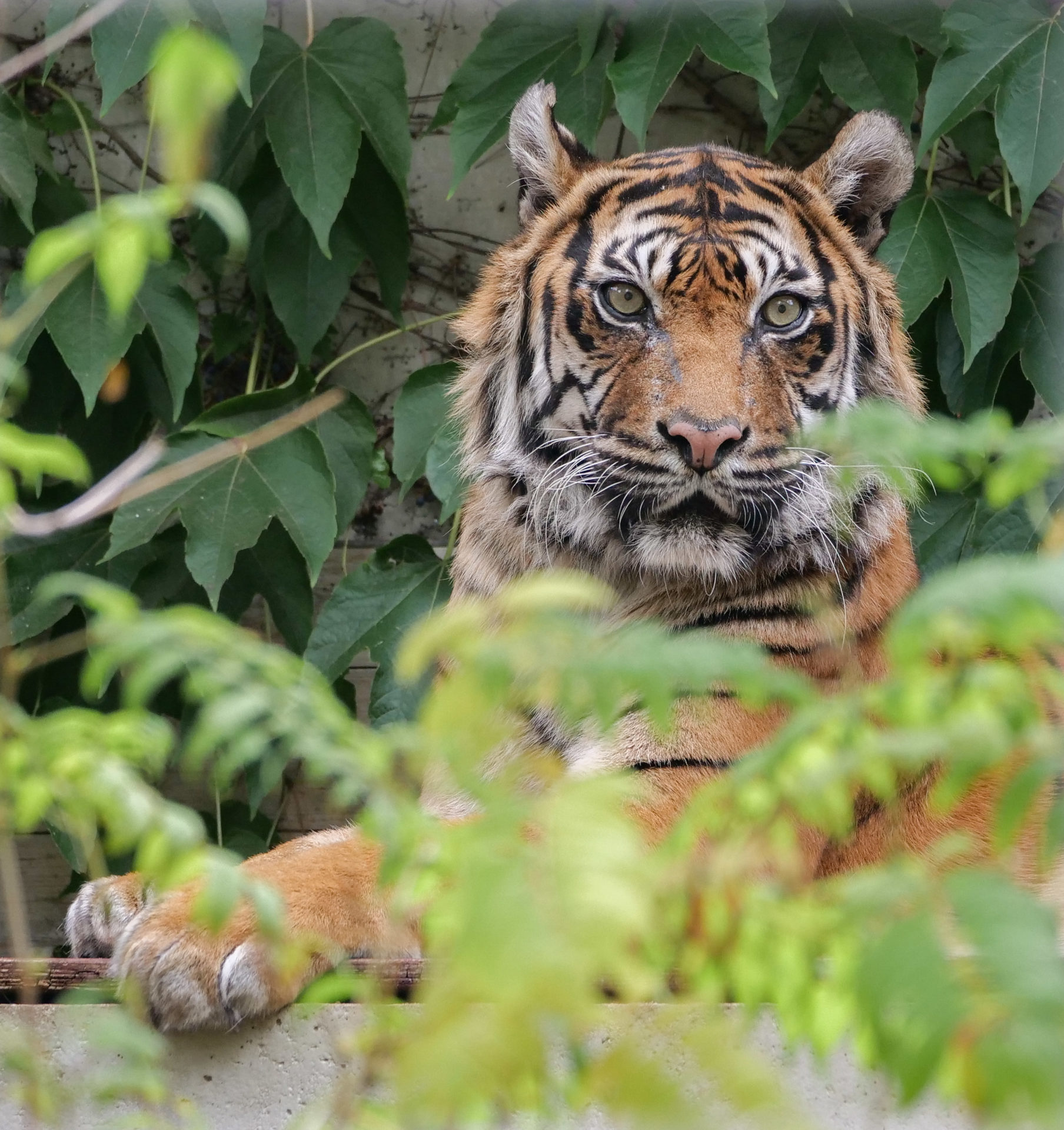 Tigerin Dumai