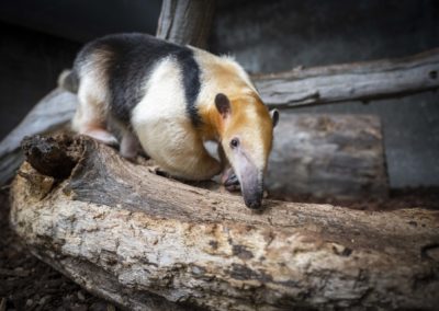 Ameisenbär | Bild: Olaf Kühl