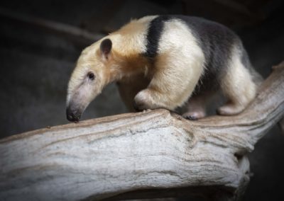 Ameisenbär | Bild: Olaf Kühl