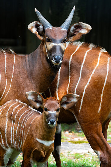 Projekt „Anteaters and Highways“