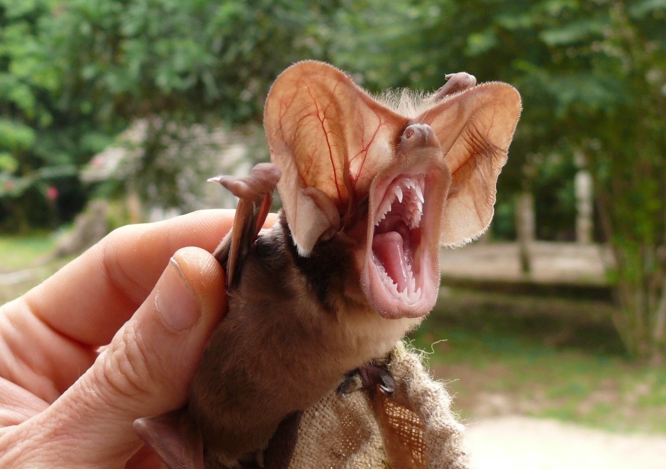 Solveig & Klaus Hummel