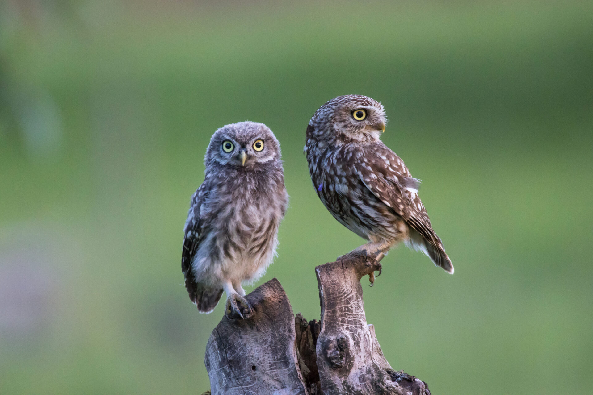 Solveig & Klaus Hummel